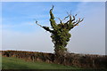 Ivy Clad Tree near Yew Tree Farm in TA20 4PY