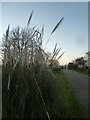 Pampas grass, Walnut Tree, West Wittering in PO20 8LZ