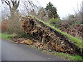 Uprooted tree on White Down in TA20 4AS