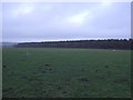 Grazing towards woodland in HG3 1QT