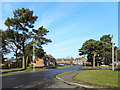 Pine Trees in Bishopswood Road in RG26 5PL