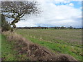 Field north of the Waterloo Road footpath in TF10 8HL