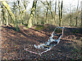 Warren Wood Earthwork, Profile in Flackwell Heath, Little Marlow and Marlow South East Ward