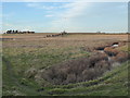 Drainage ditch leading to Capel Fleet in Sheppey East Ward