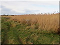 Common Reeds alongside West Kirby beach in CH47 4AW
