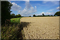 Wheat field by Bay's Farm in BA15 2PZ