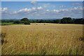 Wheat field at Monkton Farleigh in BA15 2QJ