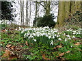 Snowdrops in Risby churchyard in IP28 6RQ