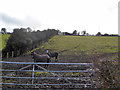 Horses in a muddy field in Test Valley District