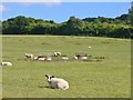 Butler's Cross - Grazing in HP17 0TU