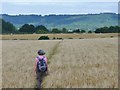 Butler's Cross - Barley Field in HP17 0TU