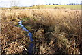 Small stream through reed bed  beside footpath NE of Worsham in OX29 0RZ