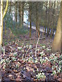 Snowdrops in Chadderton Hall Park in OL1 2RR