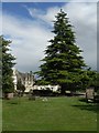 Cricklade: churchyard tree in Cricklade