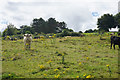 Cattle on Bathampton Down in BA2 6RX