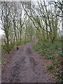 The Staffordshire Way across Kinver Edge in DY11 5SB