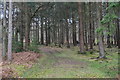 Grassy track in the forest, Roe Inclosure in BH24 3RA