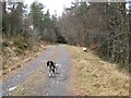 Walk in the Gwydir Forest (2) in LL27 0YZ