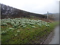 Bank of Snowdrops at Abcott in SY7 0PU