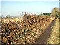 Flailed hedge beside Park Lane in NR20 3SP