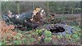 Felled Beech Tree on the Edge of Moseley Bog in B13 9XH
