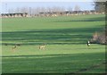 Roe deer in the cereal crop in TD12 4UZ
