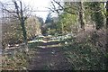 Woodland path, Ellingham in NE67 5EQ
