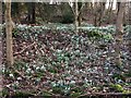 Snowdrops at Poorend Wood in GL12 8HU