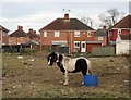 Forlorn pony on wasteland at Moorends (I) in DN8 4QH