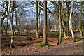 Trees beside the path, Epping Forest in CM16 7DR