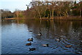 Ducks on Highams Park lake in IG8 9RF