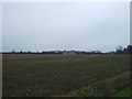 Crop field, Houghton Hill in PE27 6AA