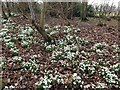Snowdrops in West Wood in NE41 8BD
