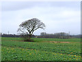 Farmland North of Bryn Gates Lane, Bamfurlong in WN2 5AY