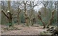 Pollarded trees in Hainault Forest in RM4 1NB