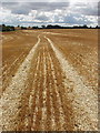 Stubble left after wheat harvest, Podington in Podington