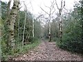 Tile Hill, woodland path in CV4 9PW