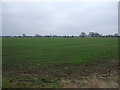 Young crop field, Middle Fen in CB24 5LS