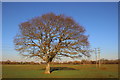 Oak Tree and Power Line in BA22 8BX