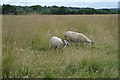 Sheep in a grassy meadow in SL7 1SA