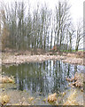 Pond North of Enid Place, Bamfurlong in WN2 5AY