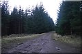 Logging road, Sheriffmuir Big Wood in FK15 0HY