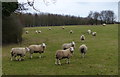 Field of sheep next to the River Chater in Leighfield