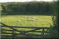 Sheep in the Yeo valley in EX36 3NJ