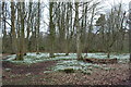 Snowdrops, Darley Plantation in KA10 7HF