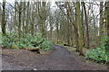 Woodland Path, Darley Plantation in KA10 7HF