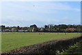 Sheep in Field, Troon in KA10 7JQ