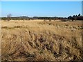 Rough ground in community woodland in G83 9NE