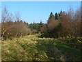 Clear lane through a plantation in G83 9NE