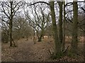 Piles Coppice near Binley Woods in CV3 2ZZ